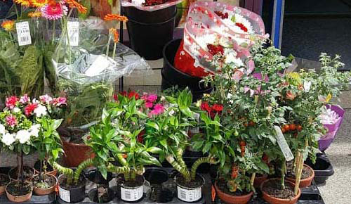 Find the Best Potted Plant Shop in London